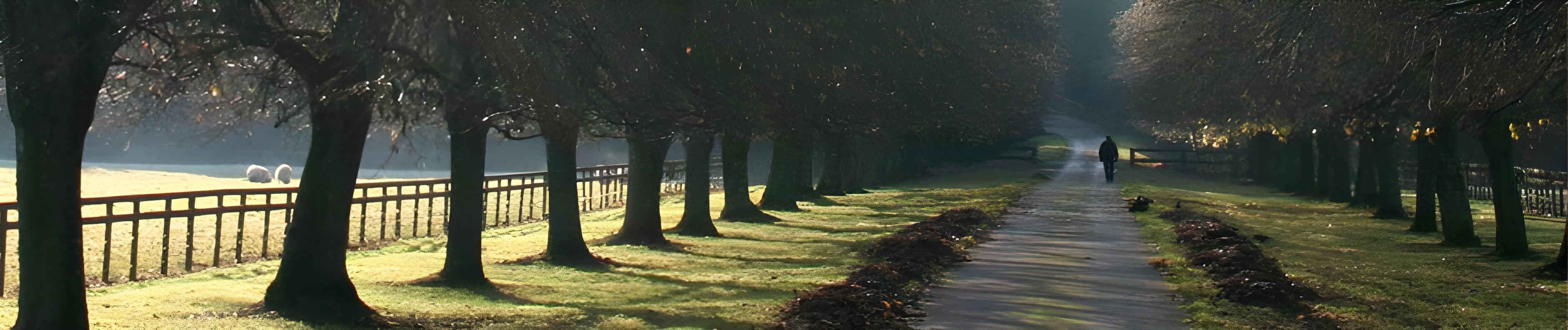 A tree-lined country lane at dawn with a lone figure walking toward the light